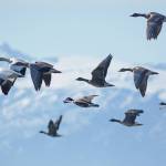 Snow geese, greater white fronted geese and cackling Canada geese fly on Saturday, May 2, 2020, over the Mariner Park Slough in Homer, Alaska. (Photo by Michael Armstrong/Homer News)