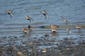 Kachemak Bay Shorebird Festival goes virtual