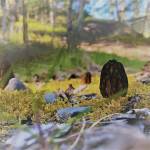 Photo provided by USFWS                                 A morel mushroom grows in disturbed gravel on the Kenai National Wildlife Refuge.