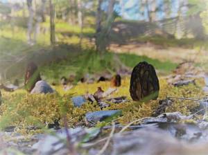 Photo provided by USFWS                                 A morel mushroom grows in disturbed gravel on the Kenai National Wildlife Refuge.