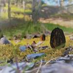 A morel mushroom grows in disturbed gravel on the Kenai National Wildlife Refuge. (Photo credit: USFWS)