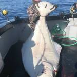 Chris Giegerich holds a monster halibut he caught on the F/V Huntress with Capt. Josh Brooks on May 3, 2020, while fishing in lower Cook Inlet, Alaska, with his family. (Photo courtesy of Joleen Brooks, F/V Huntress)