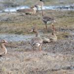 Greater white fronted geese feed on Friday, May 1, 2020, in Mud Bay on the Homer Spit in Homer, Alaska. (Photo by Michael Armstrong/Homer News)