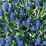 Kachemak Gardener: Stay at home with weeding, cultivating and bird song