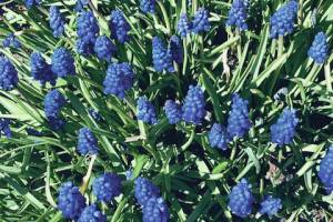 Kachemak Gardener: Stay at home with weeding, cultivating and bird song