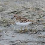A least sandpiper feeds in Louies Lagoon on Saturday, May 9, 2020, on the Homer Spit in Homer, Alaska. (Photo by Michael Armstrong/Homer News)