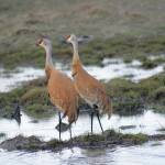A pair of sandhill cranes feed Friday, May 8, 2020, at Green Timbers on the Homer Spit in Homer, Alaska. (Photo by Michael Armstrong/Homer News)