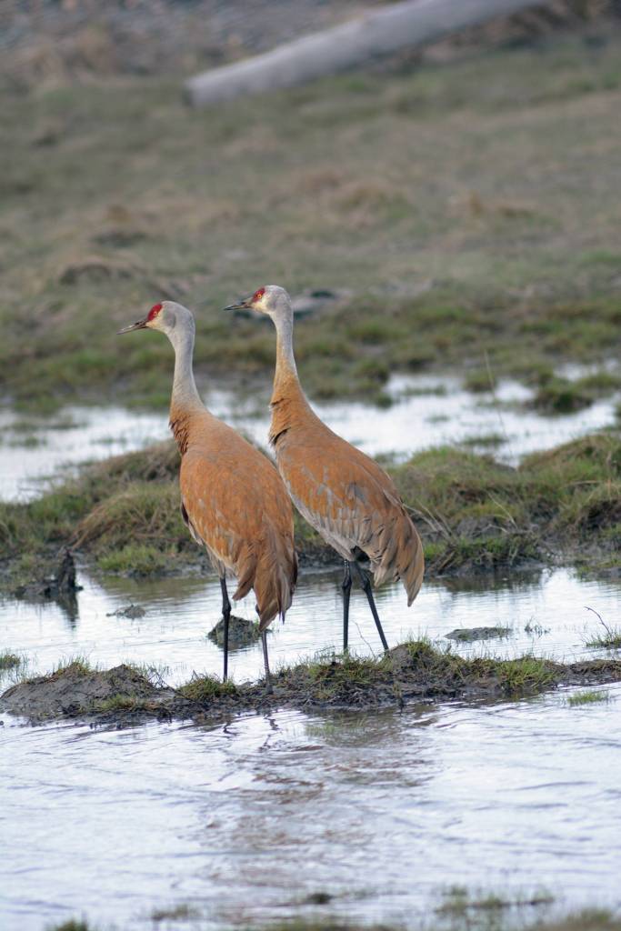 A pair of sandhill cranes feed Friday, May 8, 2020, at Green Timbers on the Homer Spit in Homer, Alaska. (Photo by Michael Armstrong/Homer News)