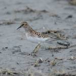 A pectoral sandpiper feeds in Louies Lagoon on Saturday, May 9, 2020, on the Homer Spit in Homer, Alaska. (Photo by Michael Armstrong/Homer News)
