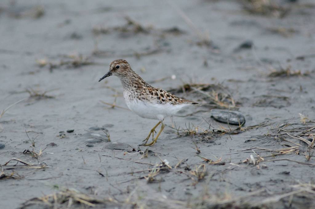 A pectoral sandpiper feeds in Louies Lagoon on Saturday, May 9, 2020, on the Homer Spit in Homer, Alaska. (Photo by Michael Armstrong/Homer News)
