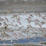 Shorebirds fly over Louies Lagoon on Saturday, May 9, 2020, on the Homer Spit in Homer, Alaska. (Photo by Michael Armstrong/Homer News)