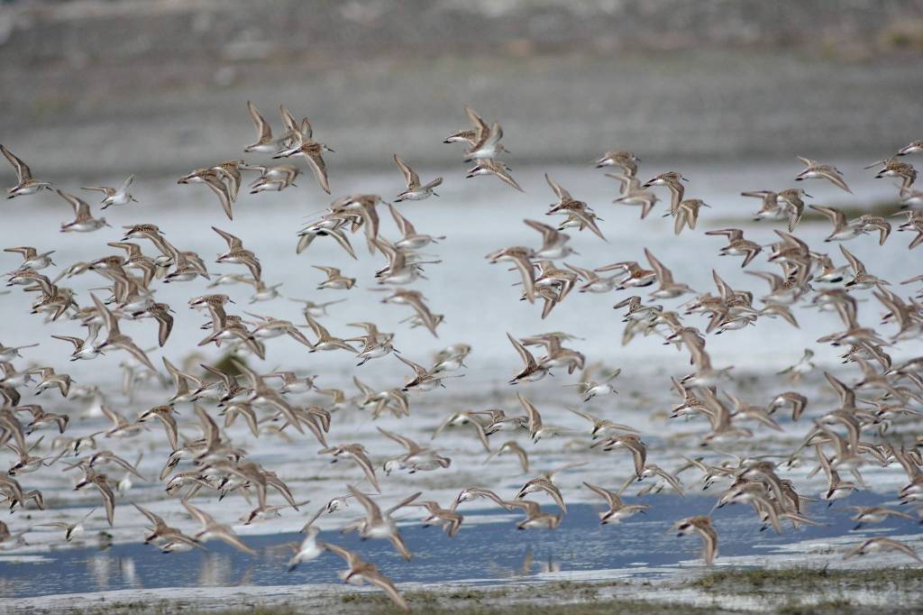 Shorebirds fly over Louies Lagoon on Saturday, May 9, 2020, on the Homer Spit in Homer, Alaska. (Photo by Michael Armstrong/Homer News)