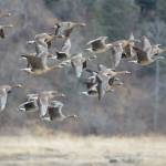Greater white-fronted geese fly over the mouth of the Anchor River on May 10, 2020, in Anchor Point, Alaska. (Photo by Michael Armstrong/Homer News)