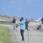Birders look for shorebirds at Mud Bay on Friday, May 8, 2020, on the Homer Spit in Homer, Alaska. (Photo by Michael Armstrong/Homer News)