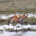 A pair of sandhill cranes feed Friday, May 8, 2020, at Green Timbers on the Homer Spit in Homer, Alaska. (Photo by Michael Armstrong/Homer News)