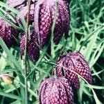 Fritillaries are in full glorious bloom as seen on May 24, 2020, in Rosemary Fitzpatricks Homer, Alaska, garden. She writes: These lovelies are from fall planted bulbs and are thriving in the West Garden. They freely reseed, quickly filling a special spot. (Photo by Rosemary Fitzpatrick)
