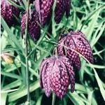 Kachemak Gardener: Be bold but prudent in pruning