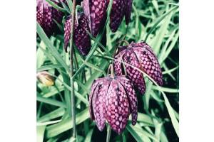 Kachemak Gardener: Be bold but prudent in pruning