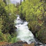 The Russian River Falls flow through the trees on a rainy, overcast Sunday, May 24, 2020 in Cooper Landing, Alaska. (Photo by Megan Pacer/Homer News)