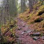 A wooded path dotted with slick, wet rocks leads back to the main route to the Russian River Falls on Sunday, May 24, 2020 in Cooper Landing, Alaska. (Photo by Megan Pacer/Homer News)