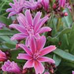 Kachemak Gardener: Pondering the mystery of a suffering vegetable garden