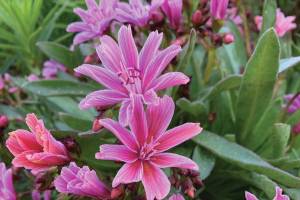 Kachemak Gardener: Pondering the mystery of a suffering vegetable garden