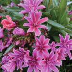 Lewisia is reliably early, yet enjoys a long bloom time. It also selfsows with enthusiasm, Rosemary Fitzpatrick says of this gorgeous flower, as seen here on June 4, 2020, in her Homer, Alaska, garden. (Photo by Rosemary Fitzpatrick)
