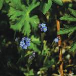 Forget-me-notes bloom on June 5, 2020, on Diamond Ridge near Homer, Alaska. The Forget-me-not floweer is the Alsaka state flower. (Photo by Michael Armstrong/Homer News)