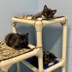 Mario, Luigi, and Yoshi. (Photo courtesy Homer Animal Friends)