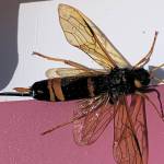 A wood wasp is seen here at the Kachemak Gardeners home in Homer. (Photo by Rosemary Fitzpatrick)
