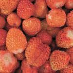 Kachemak Gardener: On wasps and rain