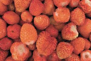 Kachemak Gardener: On wasps and rain