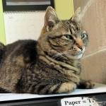 Biggles. (Photo courtesy Homer Animal Friends)