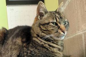 Pet of the Week: Biggles