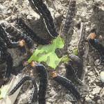 Refuge Notebook: Battered sallow moth caterpillars come and go