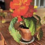 Photo by Teri Robl                                 A salmon begonia soaks up the sun at columnist Teri Robls home in Homer, Alaska.