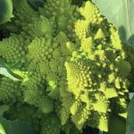 Romanesque cauliflower delights with its complicated spirals on July 26, 2020, at the Kachemak Gardeners garden in Homer, Alaska. (Photo by Rosemary Fitzpatrick)