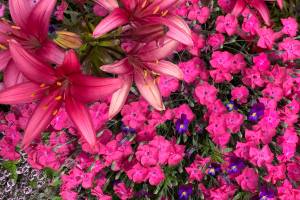 Kachemak Gardener: Savor every second of color as summer winds down