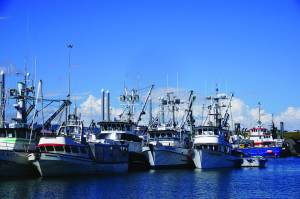 Commercial fishing boats are rafted together in May 2016 in the harbor in Homer, Alaska. (Photo by Michael Armstrong/Homer News)
