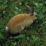 A domestic rabbit feeds on July 20, 2020, in the U.S. Fish and Wildlife Service Hidden Lake Campground near Sterling, Alaska. Its unknown how the rabbit wound up in the campground. (Photo by Michael Armstrong/Homer News).