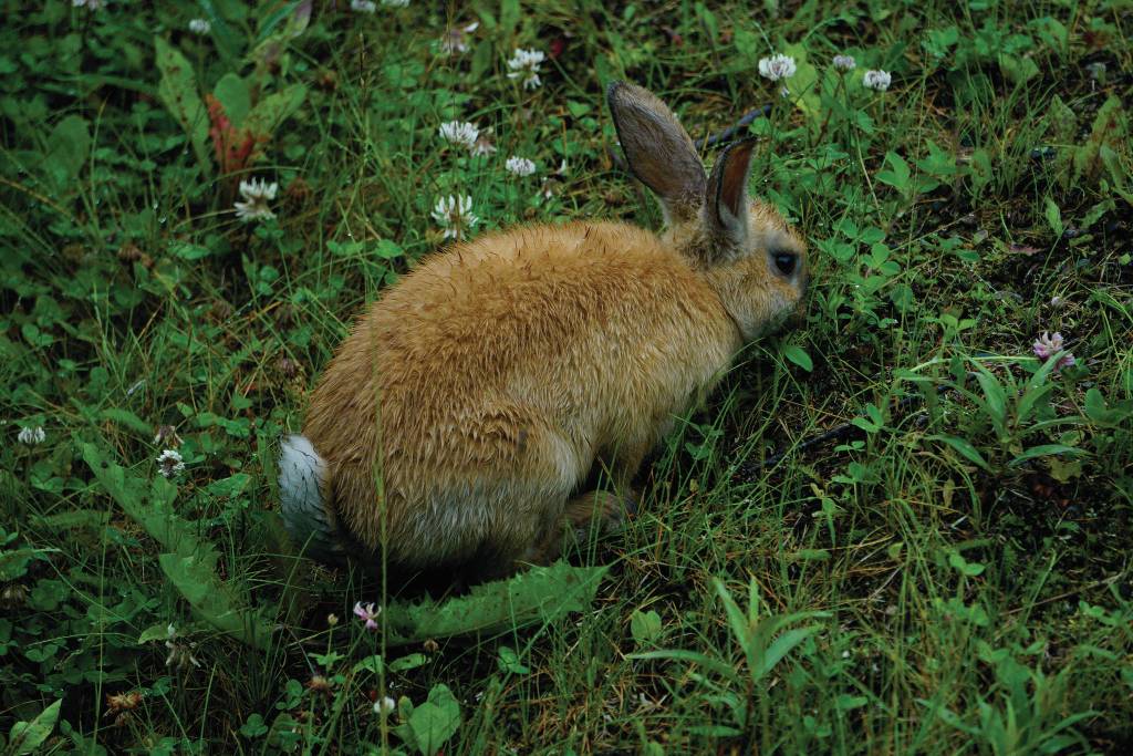 A domestic rabbit feeds on July 20, 2020, in the U.S. Fish and Wildlife Service Hidden Lake Campground near Sterling, Alaska. Its unknown how the rabbit wound up in the campground. (Photo by Michael Armstrong/Homer News).