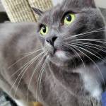 Pet of the Week: Ash