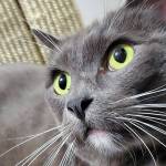 Pet of the Week: Ash