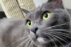 Pet of the Week: Ash