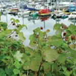 Rasperries are almost ripe on a bush on Aug. 3, 2020, at the Homer Harbor in Homer, Alaska. (Photo by Michael Armstrong/Homer News)