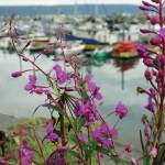 The last petals of fireweed begin to bloom on Aug. 3, 2020, at the Homer Harbor in Homer, Alaska. (Photo by Michael Armstrong/Homer News)