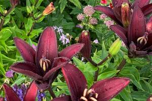 Kachemak Gardener: Warm temperatures bring a great garden