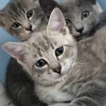 Kittens available at the Homer Animal Shelter.