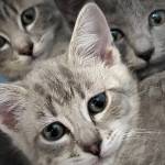 Pet of the Week: The cast of Friends