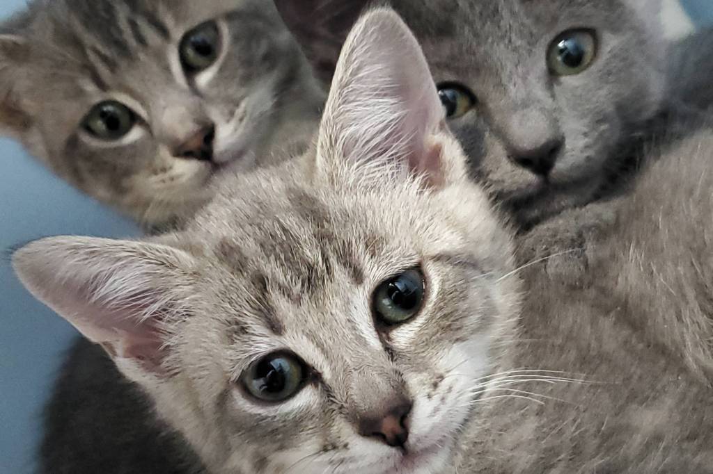 Pet of the Week: The cast of Friends